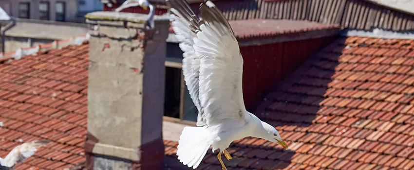 Residential Chimney Animal Removal Solution in Eloy, AZ