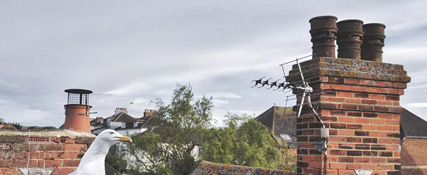 Chimney Cleaning And Restoration in Eloy, Arizona